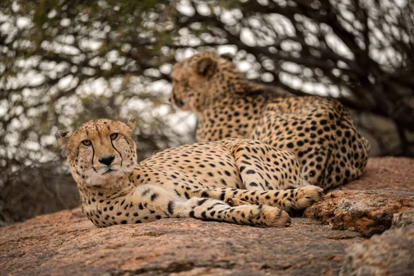 Close Photograph Two Cheetahs Lying Relaxing Rock Green Tree Background — Stock Photo, Image