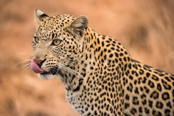 Beautiful Close Portrait Female Leopard Her Pink Tongue Licking Her — Stock Photo, Image