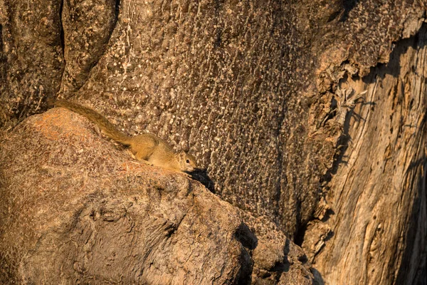 A close up photograph of a small tree squirrel  basking in the early morning sun, while sitting on a branch of an ancient tree, taken in the Madikwe Game Reserve, South Africa.