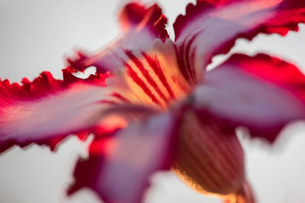 Close Macro Photograph Beautiful Pink Impala Lily Sunrise White Background — Stock Photo, Image