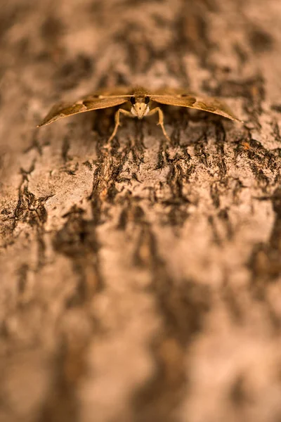 Vertical Close Macro Photograph Brown Moth Sitting Branch Ancient Baobab — Stock Fotó