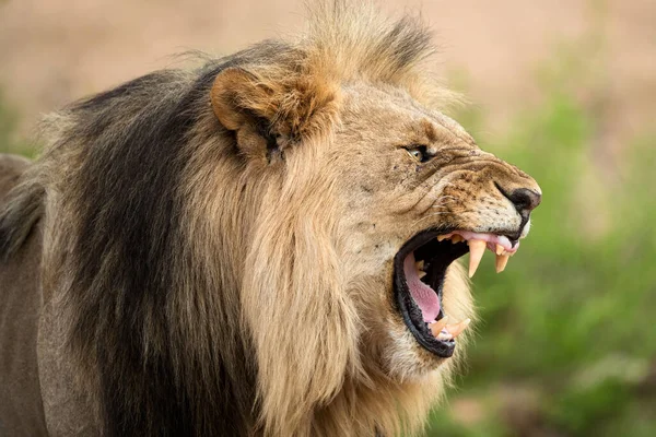 Close Dramatic Profile Portrait Growling Male Lion Its Mouth Wide — Stock Photo, Image