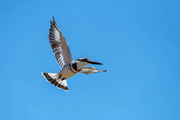 Μια Κοντινή Φωτογραφία Ενός Pied Kingfisher Πλήρη Πτήση Ενάντια Ένα — Φωτογραφία Αρχείου