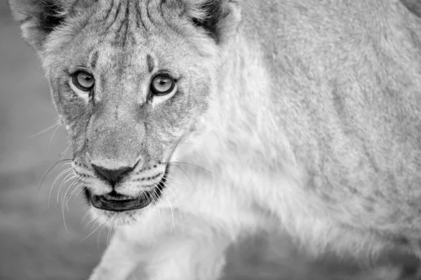 Black White Close Portrait Walking Female Lioness Looking Straight Camera — Stock Photo, Image