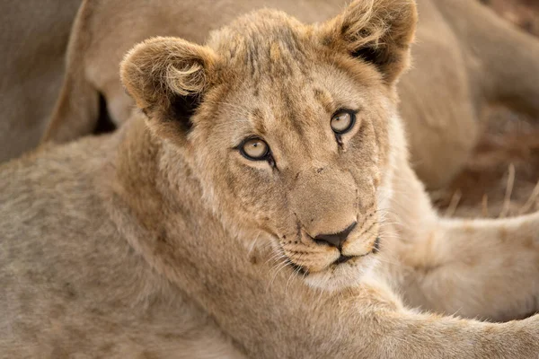 Close Portrait Young Female Lioness Looking Straight Camera Taken Madikwe — Stock Photo, Image