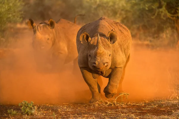 Oyun aracına saldıran iki kadın siyah gergedanın, güneş doğarken kırmızı tozu tekmeleyip Güney Afrika 'daki Madikwe oyun parkında çekilen aksiyon fotoğrafı..