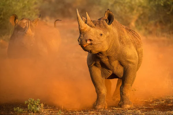 Une Photographie Action Deux Rhinocéros Noirs Chargeant Sur Véhicule Jeu — Photo