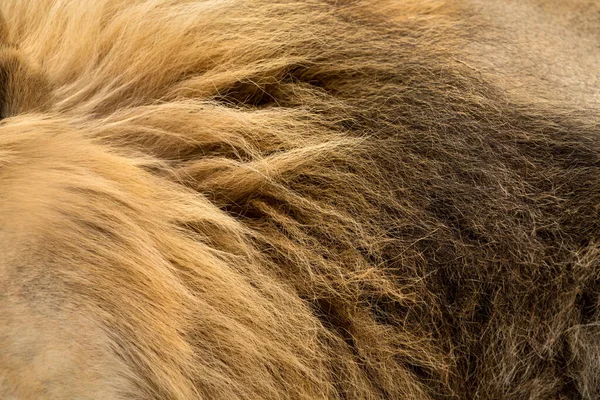 Подробная Фотография Черно Коричневой Гривы Большого Льва Сделанная Заповеднике Мадике — стоковое фото