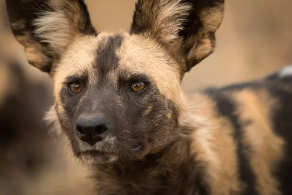 Een Prachtige Gedetailleerde Close Portret Headshot Van Een Afrikaanse Wilde — Stockfoto