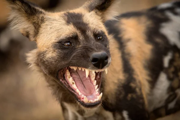 Красивый Детальный Портрет Африканского Дикого Пса Открытым Ртом Рычащим Обнаженным — стоковое фото