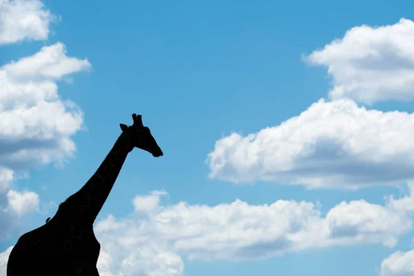 Beautiful Abstract Photograph Walking Giraffe Silhouetted Horizon Deep Blue Sky — Stock Fotó