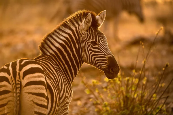 Beautiful Portrait Zebra Sunrise Looking Camera Golden Light Taken Madikwe — Stock Photo, Image