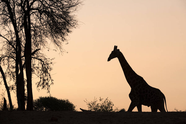 A beautiful and tranquil silhouette of a giraffe walking towards a tree against a golden orange sky at sunset, taken at the Madikwe Game Reserve, South Africa.