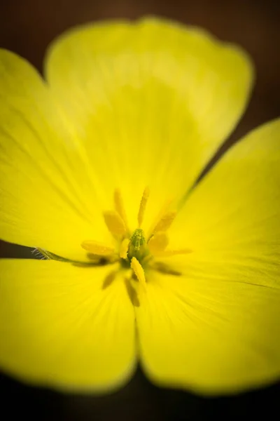 Beau Gros Plan Vertical Une Fleur Cristal Jaune Vif Prise — Photo