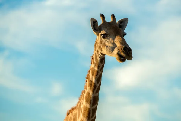 Bonito Retrato Perto Cabeça Pescoço Uma Girafa Contra Céu Azul — Fotografia de Stock