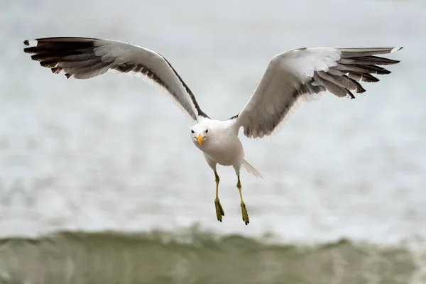 Close Action Photograph Seagull Flight Camera Ocean Crashing Wave Backdrop — Stock Fotó