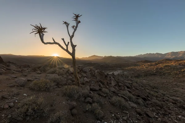 Gün batımında dokulu kayalık bir manzara, güneş bir ok ağacının arkasında batıyor, ufukta altın bir güneş patlaması yaratıyor, kurak Richtersveld Ulusal Parkı, Güney Afrika 'da çekildi..