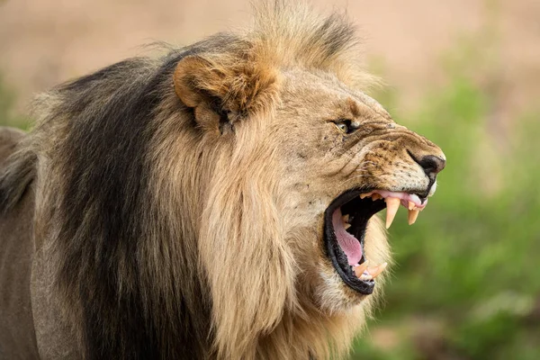 Close Dramatic Profile Portrait Growling Male Lion Its Mouth Wide Royalty Free Stock Photos
