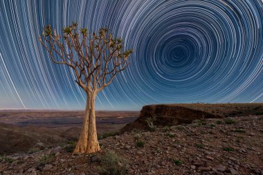 Gece gökyüzü kurak ve durgun Balık Nehri Kanyonu 'nun tepesinde çekildi, Namibya' da, önplanda antik bir Quiver Ağacı ve ufuktaki derin mavi gökyüzüne karşı dairesel yıldız izleri..
