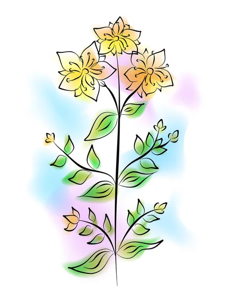 La flor tutsan — Vector de stock