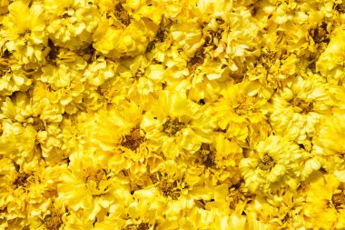 Sarı kadife çiçeği çiçek arka plan.