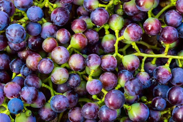 Blauer Weintrauben Hintergrund, dunkle Trauben, rote Trauben, Weintrauben. Bio-Lebensmittel. — Stockfoto