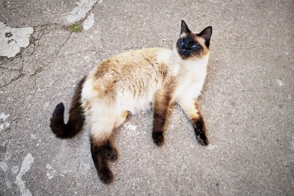 Um gato siamês sem-teto está deitado no asfalto . — Fotografia de Stock