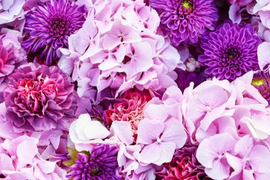 Aster ve ortanca çiçek. Pembe çiçekler çok güzel arka plan. Üstten Görünüm