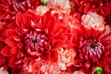 Güzel kırmızı çiçekler arka plan. Aster çiçekler, üstten görünüm, seçici odak