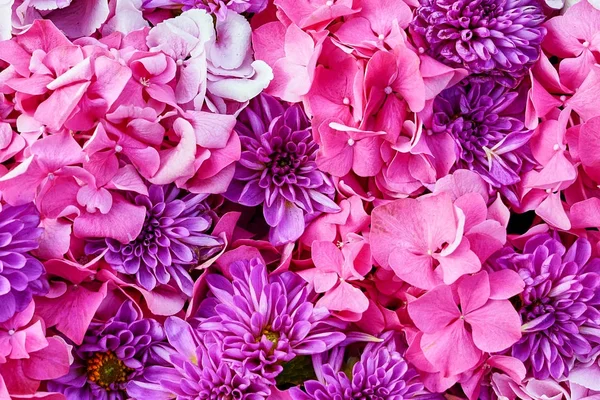 Aster ve ortanca çiçek. Pembe çiçekler çok güzel arka plan. Üstten Görünüm