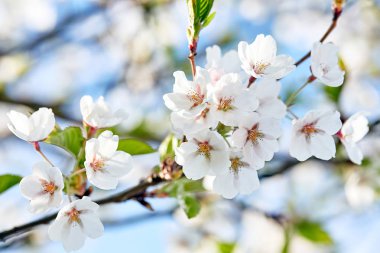 Çiçek açan Japonya sakura çiçekler. Kiraz ağacı dalı