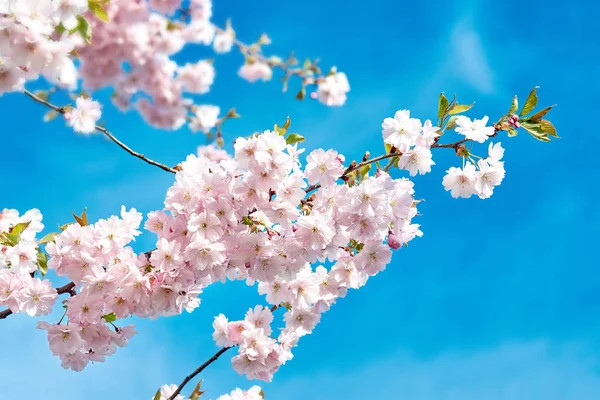 Çiçek Açan Japonya Sakura Çiçekler Kiraz Ağacı Dalı — Stok fotoğraf