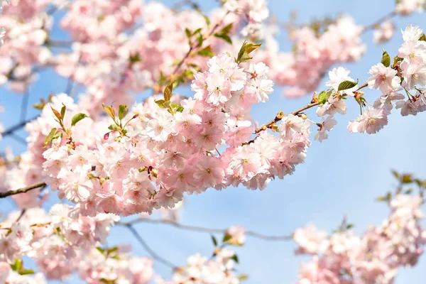 Çiçek Açan Japonya Sakura Çiçekler Kiraz Ağacı Dalı — Stok fotoğraf