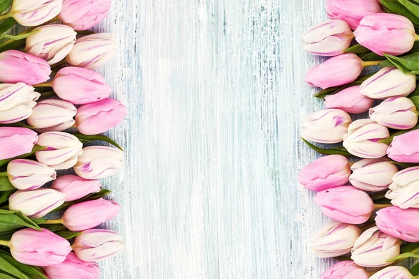 Los Tulipanes Rosados Blancos Bordean Sobre Fondo Colorido Espacio Copia — Foto de Stock