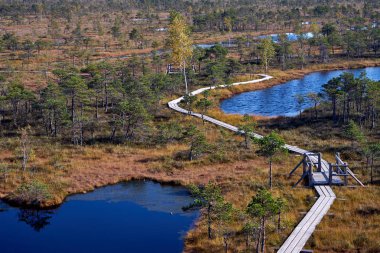 Yükseltilmiş bataklık tahta yol. Letonya kemeri Milli Parkı. Yaz.