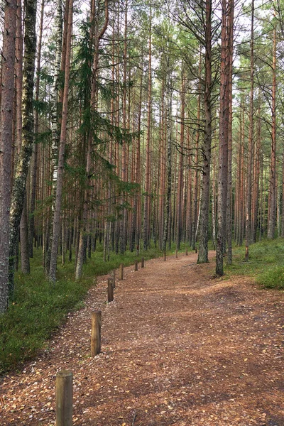 Pine Forest Scene Kemeri National Park Latvia — Stock Photo, Image