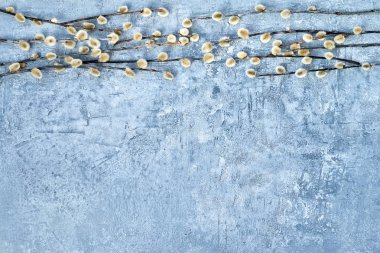 Paskalya arka plan. Söğüt dalına mavi arka plan. Üstten Görünüm, kopya alanı