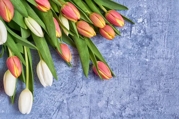 Weiße Und Rote Tulpen Auf Blauem Hintergrund Urlaub Hintergrund Kopierraum — Stockfoto
