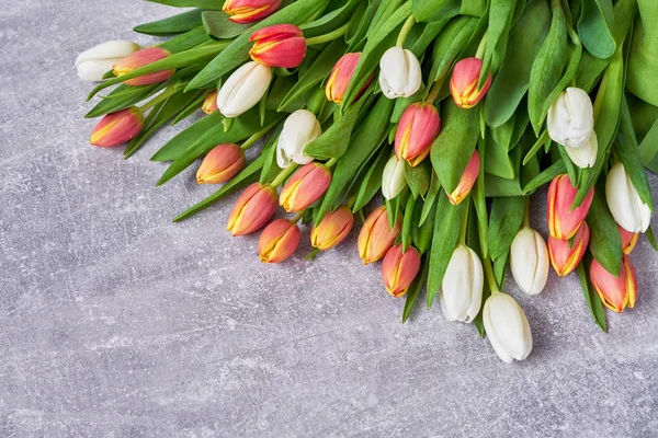 Weiße Und Rote Tulpen Auf Grauem Betongrund Urlaub Hintergrund Kopierraum — Stockfoto