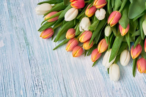 White and red tulips on light blue background. Holiday background, copy space. Birthday, Mothers Day, valentines Day concept.
