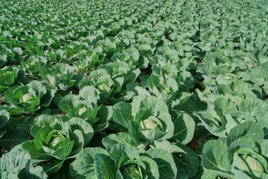 Taze büyüyen bir lahana alan bir bakış. Üstten Görünüm, güneşli bir gün