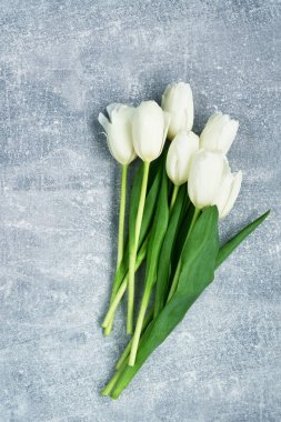 Gri arka plan üzerinde Beyaz Lale. Üstten Görünüm, ciopy alanı