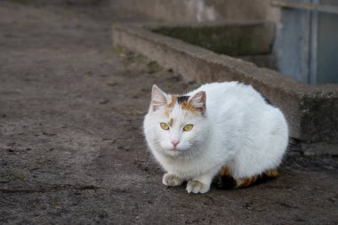 White homeless cat looking at camera
