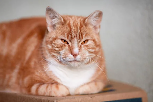 Бездомный красный кот с обрезанным ухом сидит на коробке и смотрит — стоковое фото