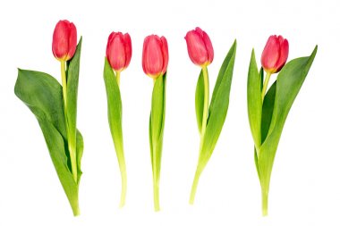 Beyaz arka plan üzerinde izole beş kırmızı lale