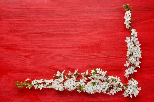 Fondo rojo con rama floreciente de primavera de ciruelos. Holida —  Fotos de Stock