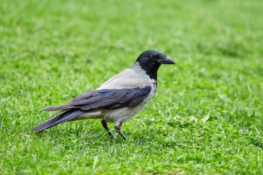 Parkta yeşil çimenlerin üzerinde büyük vahşi karga kameraya benziyor