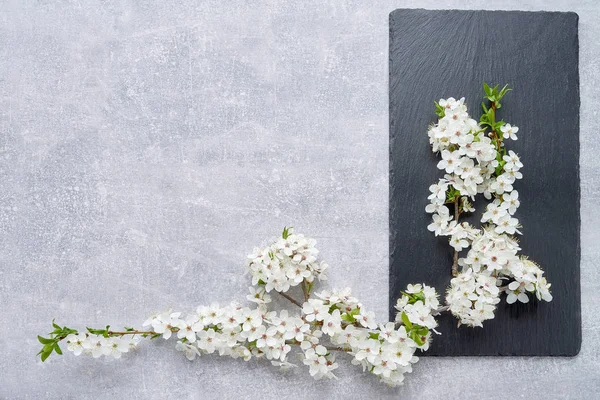 Fondo con la rama floreciente de primavera de los ciruelos. Copiar espacio —  Fotos de Stock