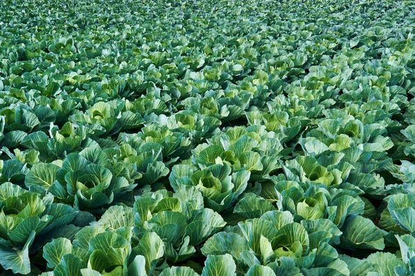 Taze büyüyen bir lahana alan bir bakış. Üstten Görünüm