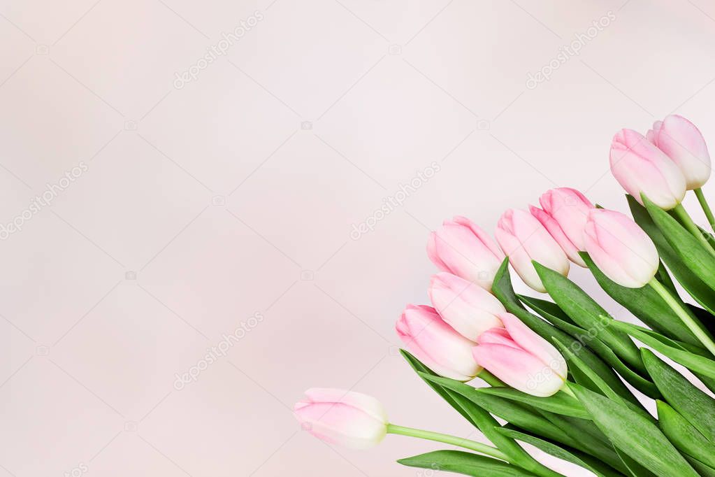 Bouquet of pink tulips on abstract pink background. Top view, co